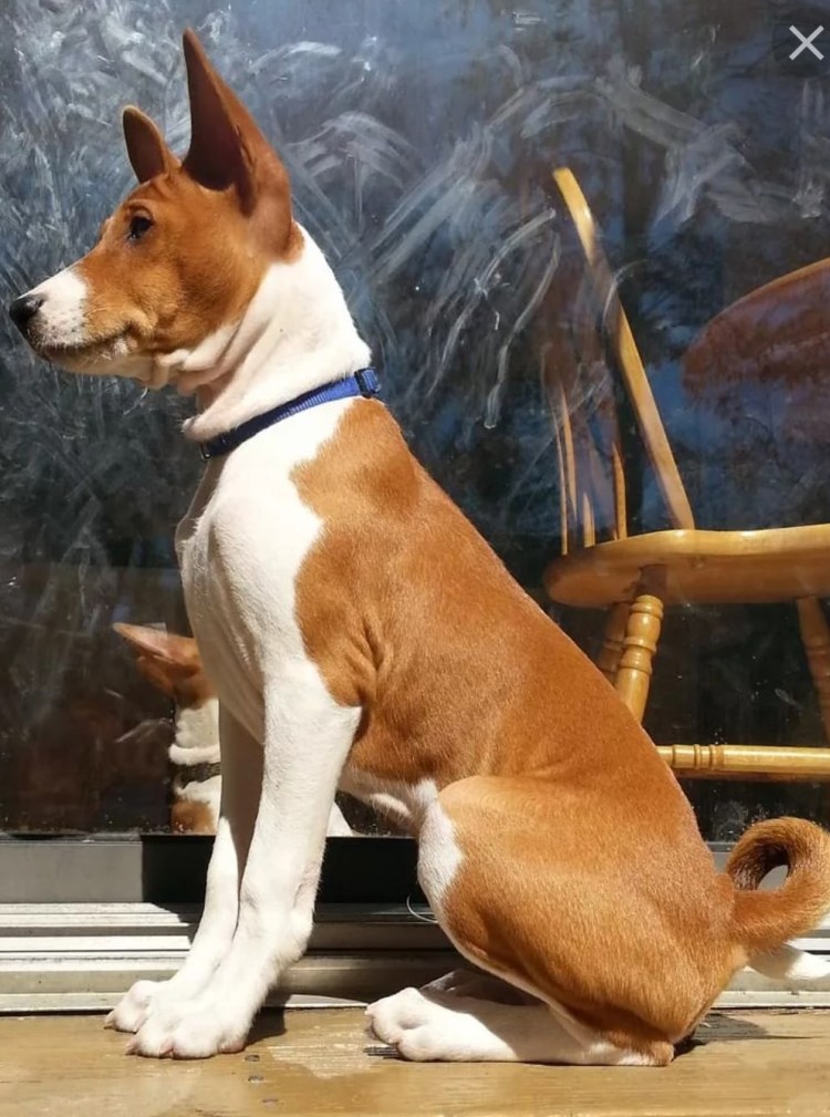 Басенджи собака