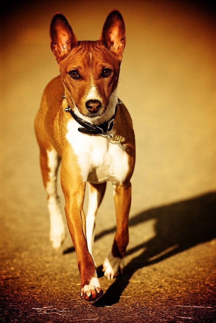 Басенджи Конго терьер