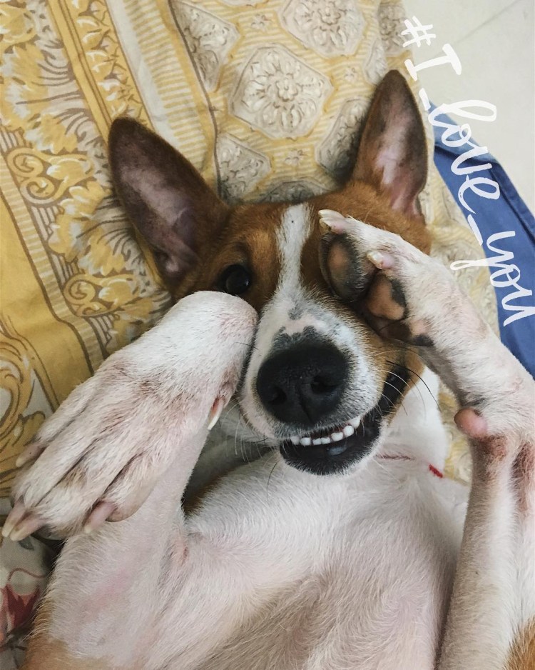 Породы собак , которые не тявкают