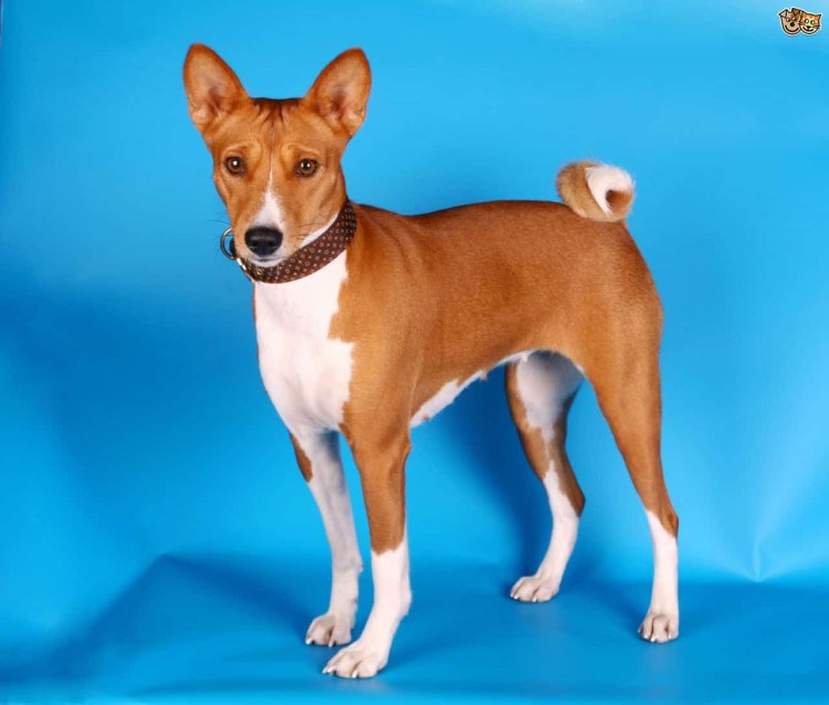 Ньям ньям терьер