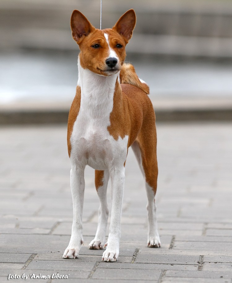 Порода басенджи