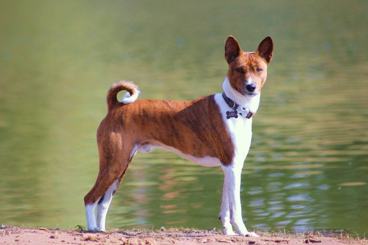 Басенджи терьер