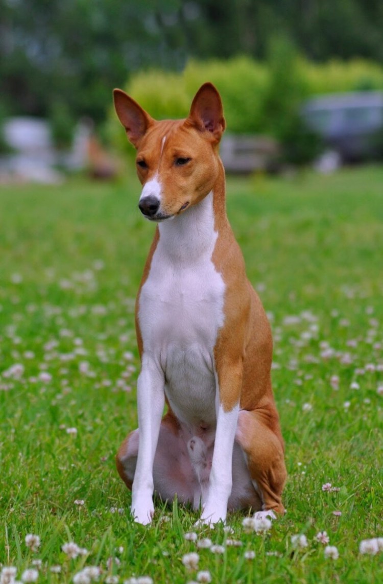 Басенджи терьер