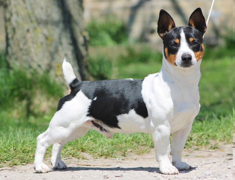 Терри Рузвельт терьер