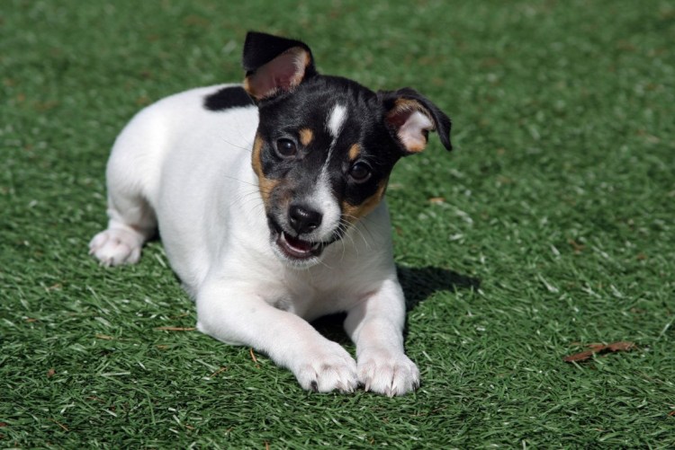 Американский Рэт терьер