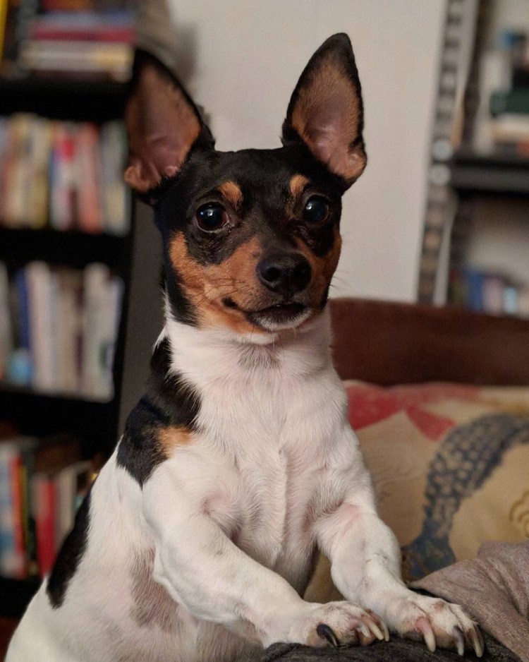 Американский Фокс той терьер