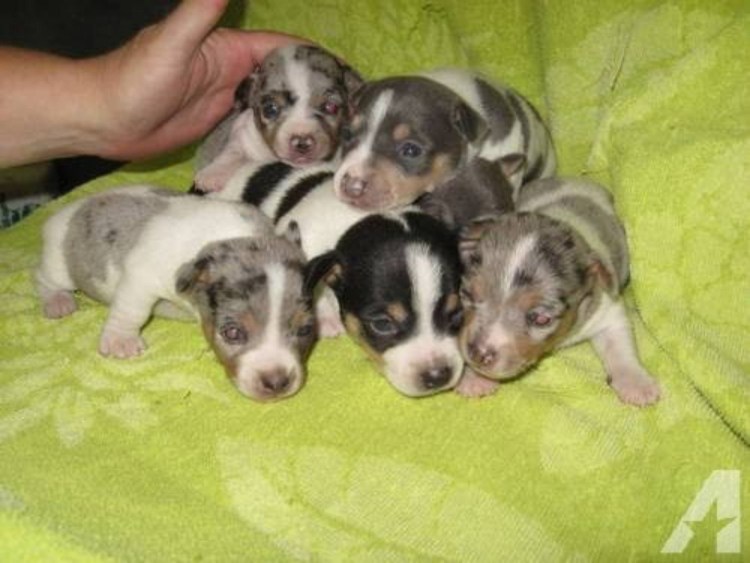 Скотч терьер Рузвельта