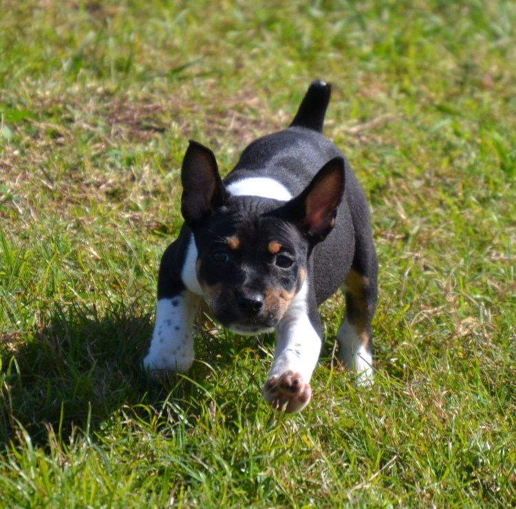 Рэт терьер щенки