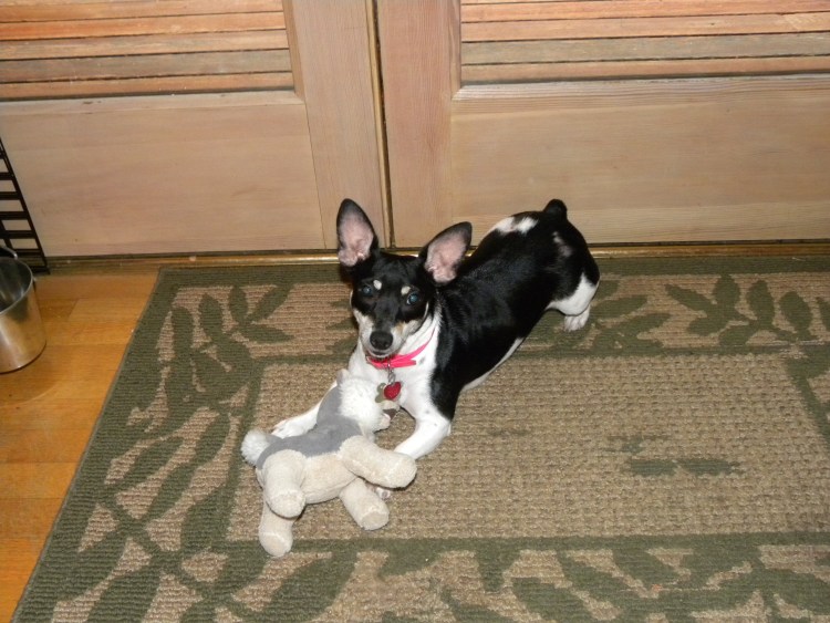 Собака Тедди Рузвельт терьер