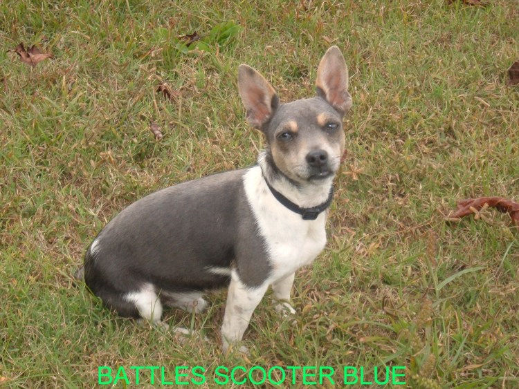 Американский Тедди Рузвельт терьер