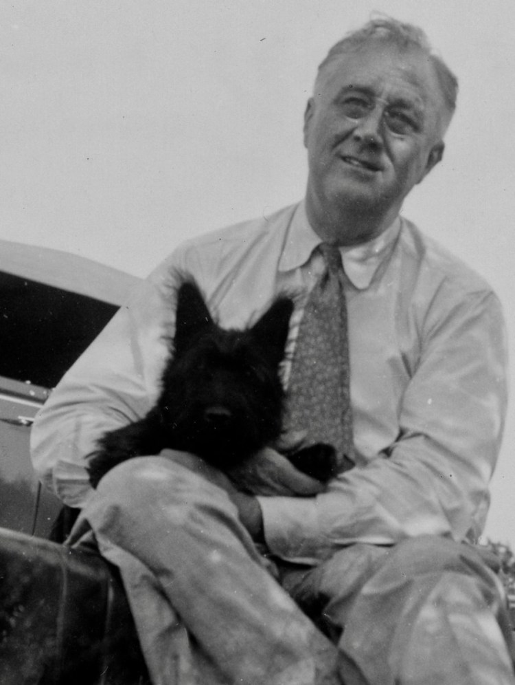 Терьер Теодор Рузвельт