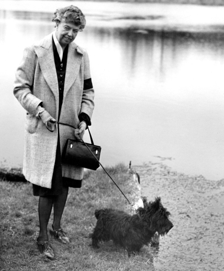 Американский терьер крысятник