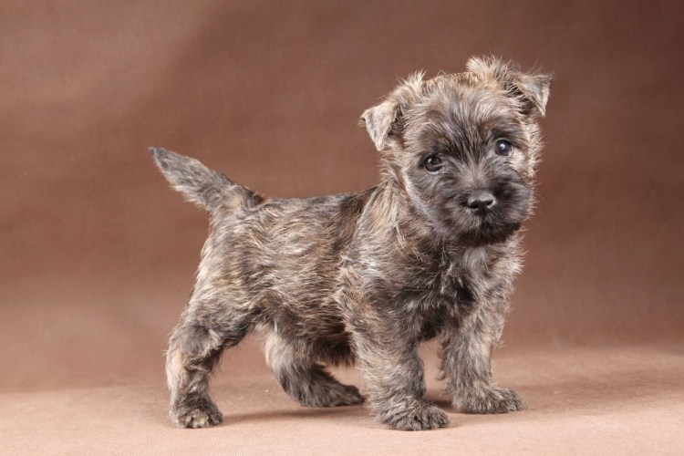 Породы собак в 1910 году