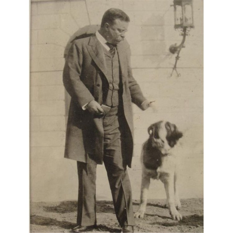 Тедди-Рузвельт-терьер источник: https://usobaki.com/Terriers-Breed