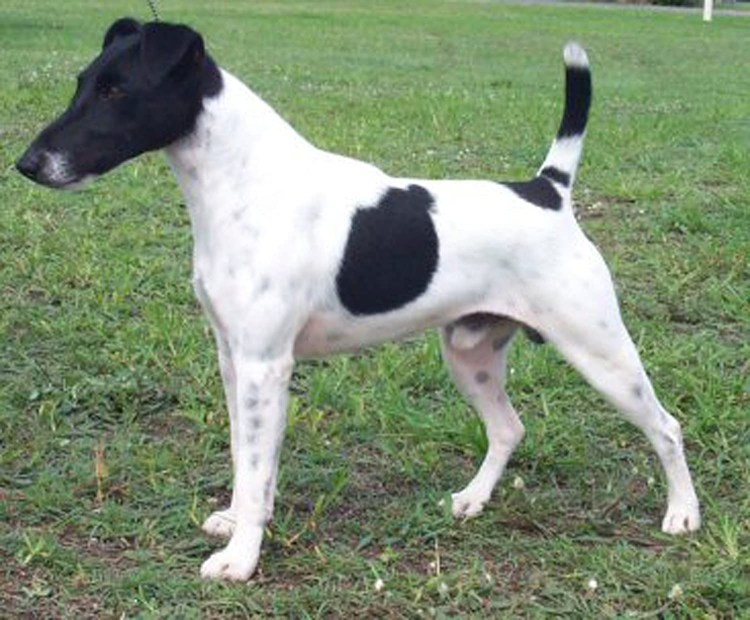 Фокстерьер жесткошерстный