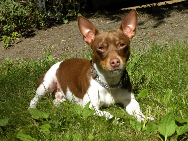 Джек Рузвельт терьер