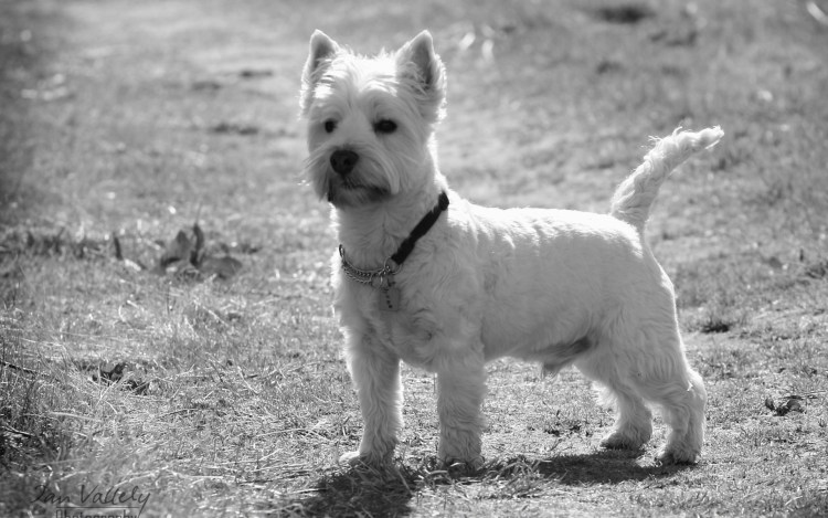 Керн терьер тигровый