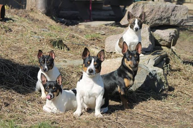 Рузвельт терьер