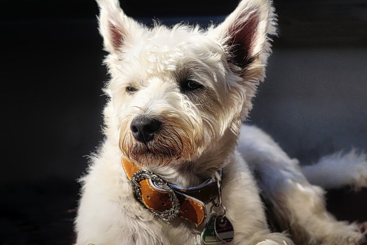 Франклин Рузвельт собака