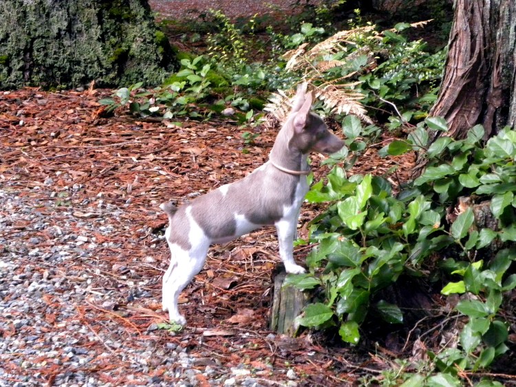 Терьер Крысолов