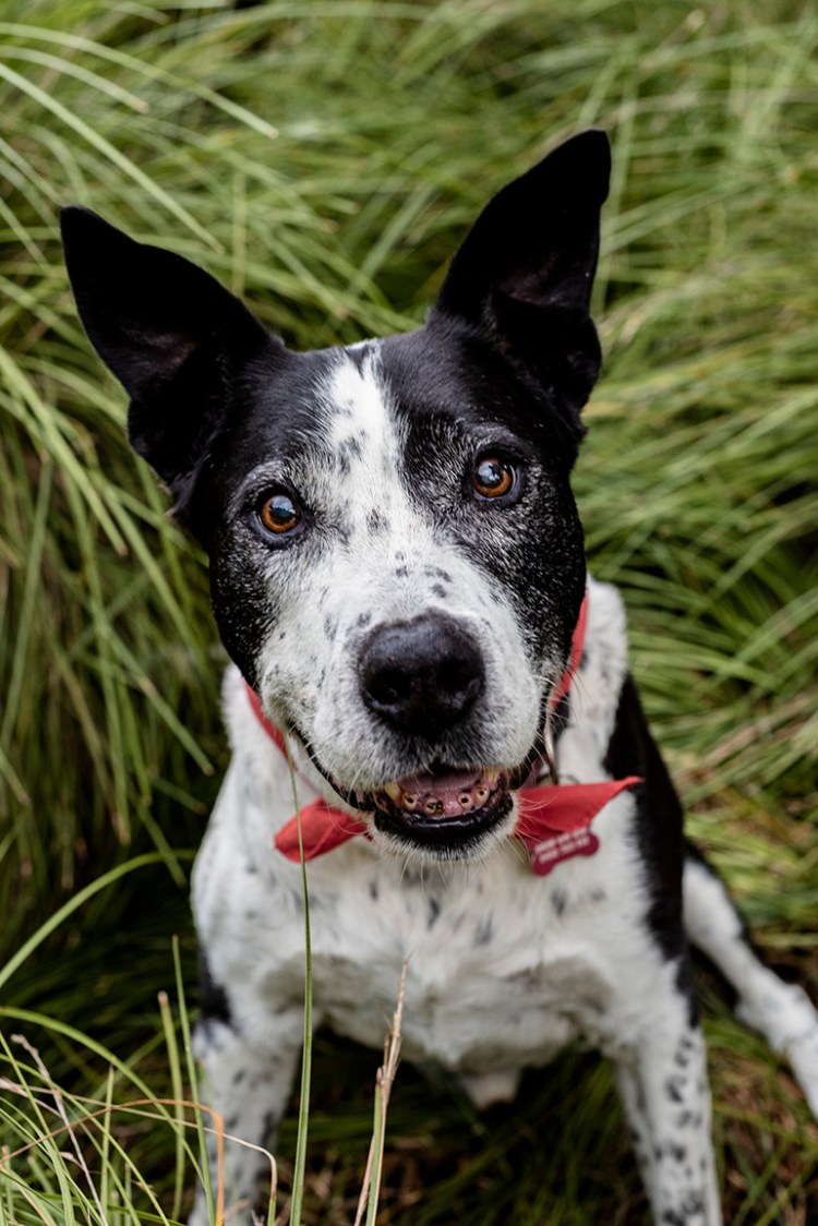 Вест хайленд терьер черный