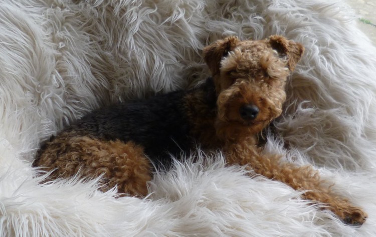 Тедди-Рузвельт-терьер с человеком