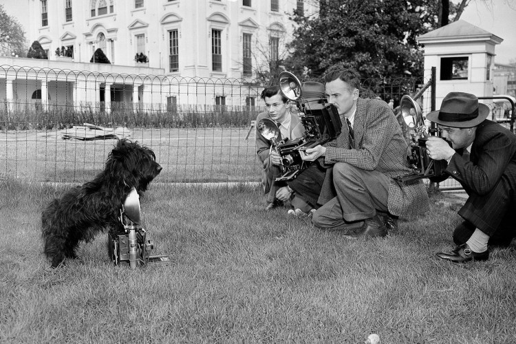 Пудель терьер