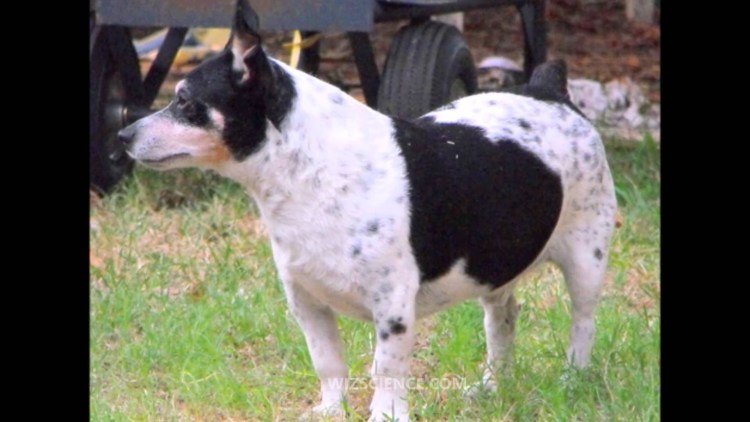 Тедди Рузвельт терьер черный