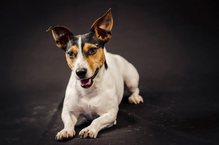 Тедди Рузвельт терьер