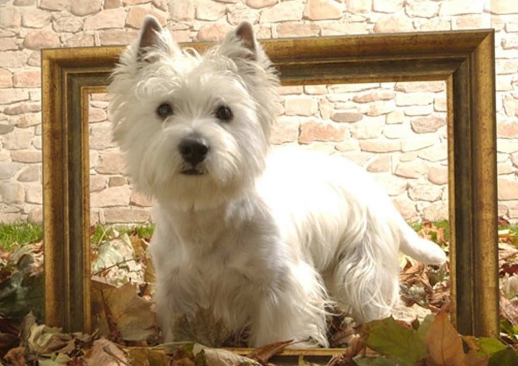 Вест-хайленд-ВАЦТ терьер