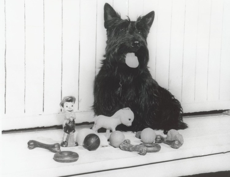 Миниатюрный Лейкленд терьер