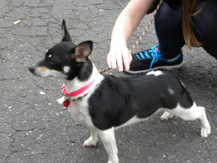 Тедди Рузвельт терьер щенки