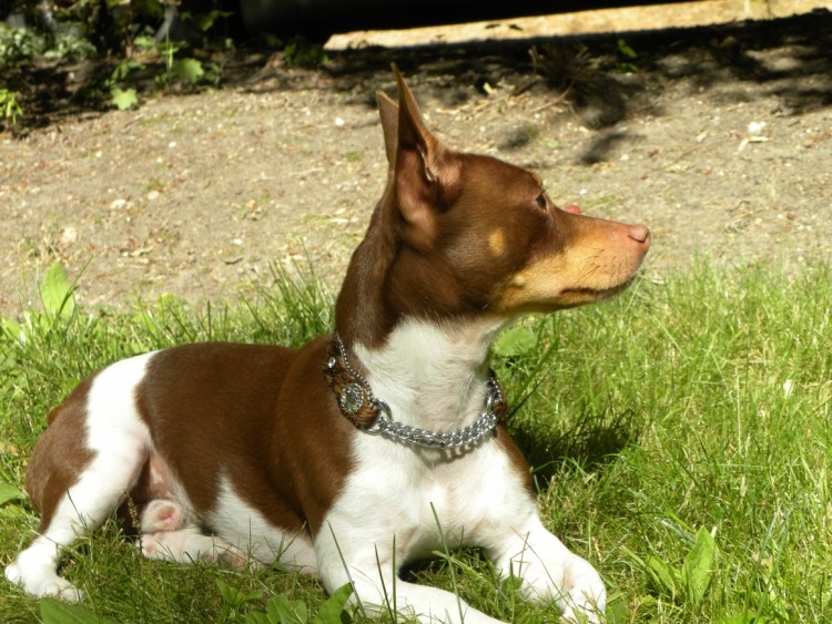 Порода собак Тедди Рузвельт терьер