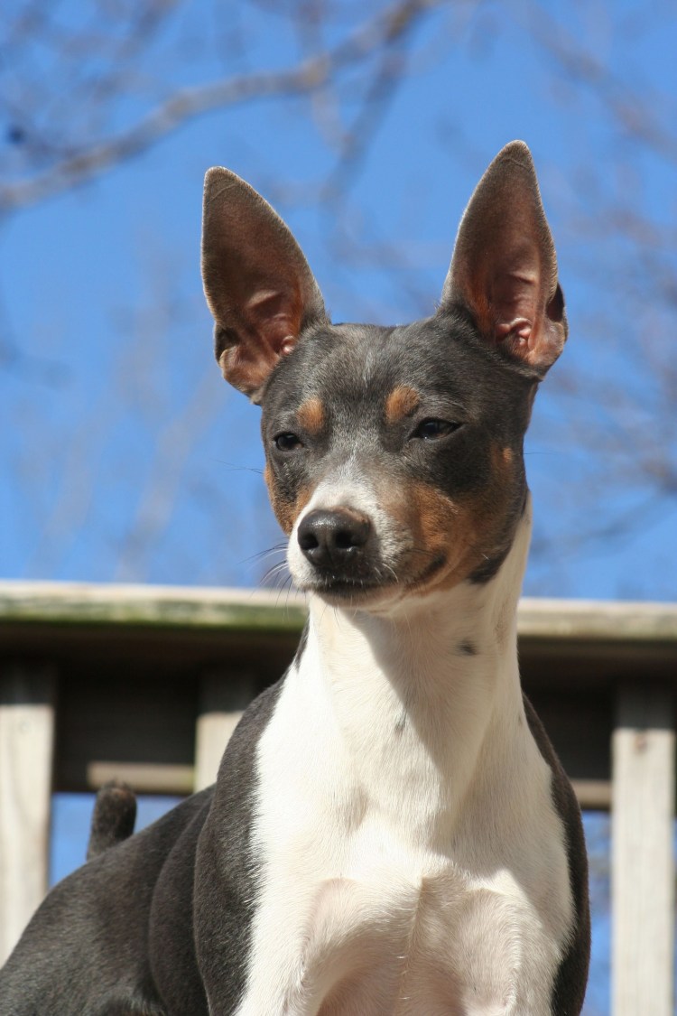 Рэт-терьер (американский крысиный терьер)