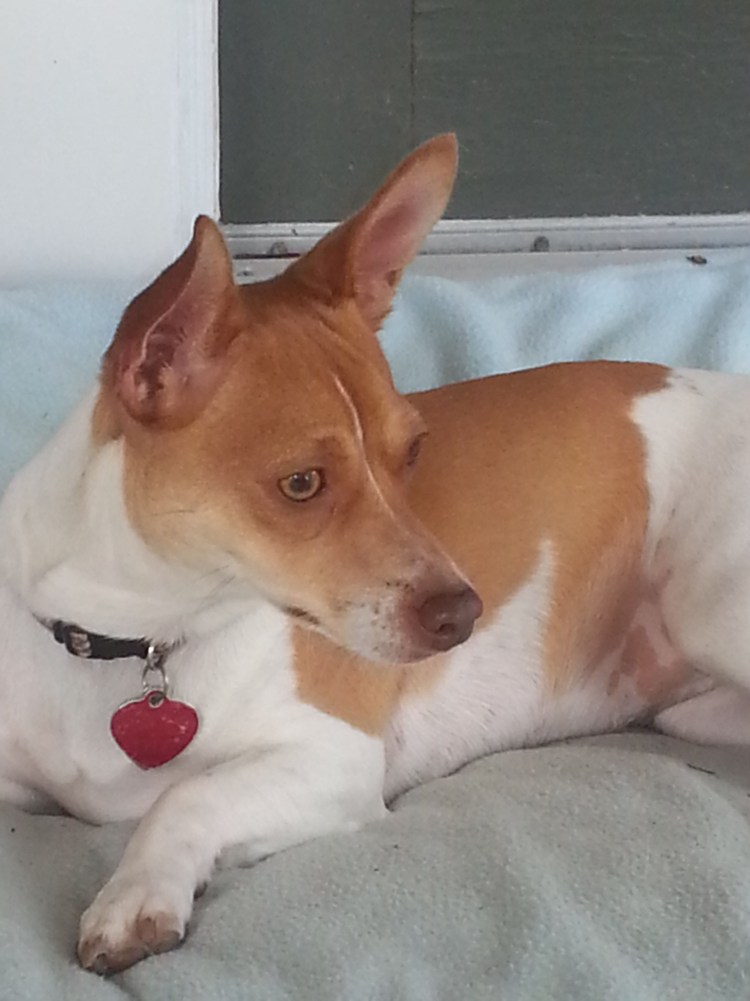 Рузвельт терьер