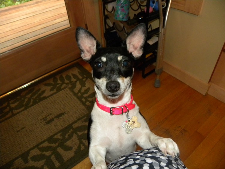 Собака Тедди Рузвельт терьер