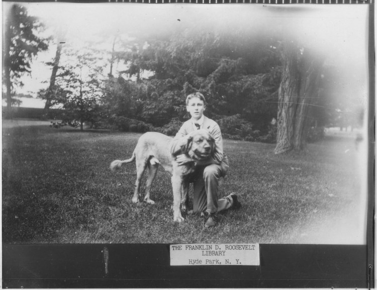 Вестхавент Вайт терьер