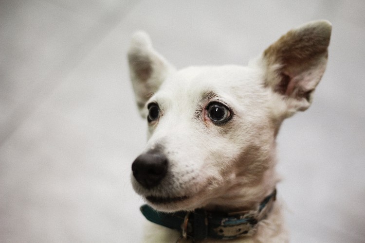 Собака Крысолов порода