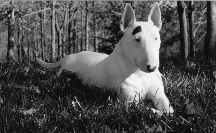 Бультерьер 1915