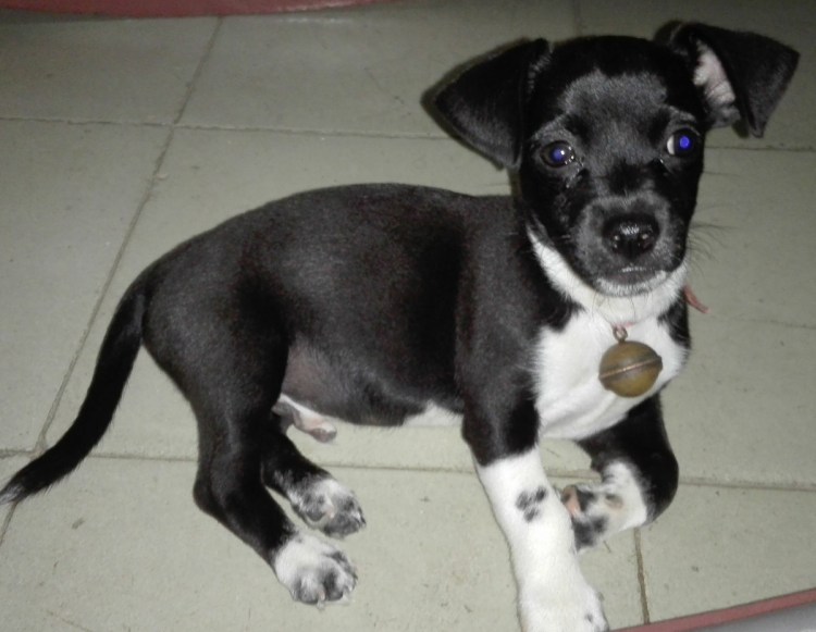 Тедди Рузвельт терьер щенки