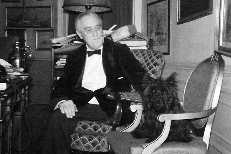 Бостон терьер