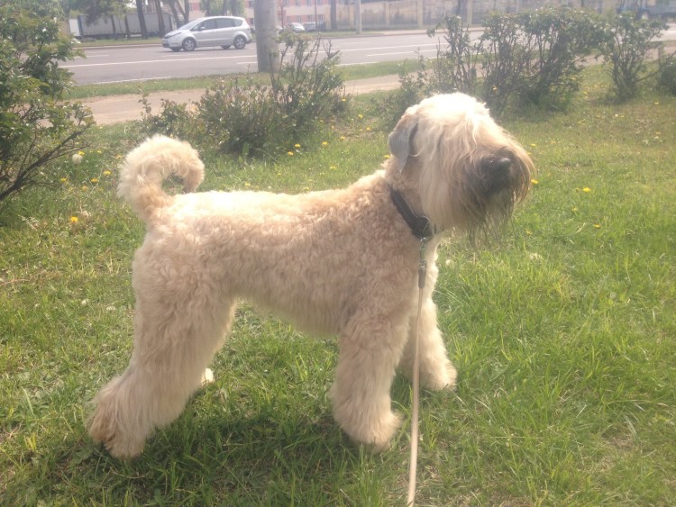 Пшеничный терьер коротколапый