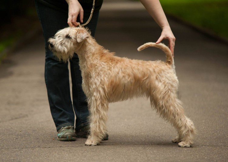 Ирландский гладкошерстный пшеничный терьер