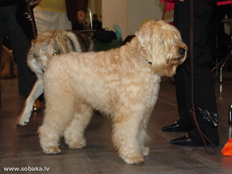 Пшеничный терьер груминг