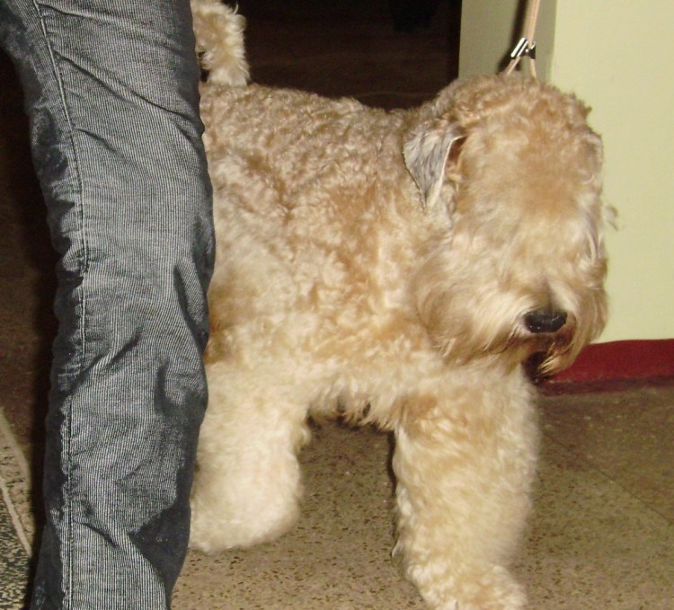 Пшеничный терьер грумминг