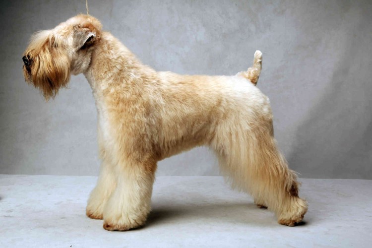 Ирландский мягкошерстный терьер