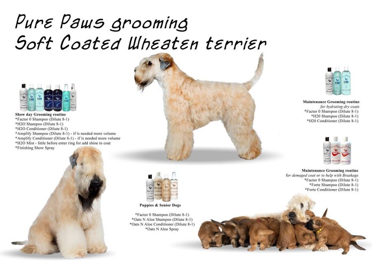 Ирландский мягкошёрстный пшеничный