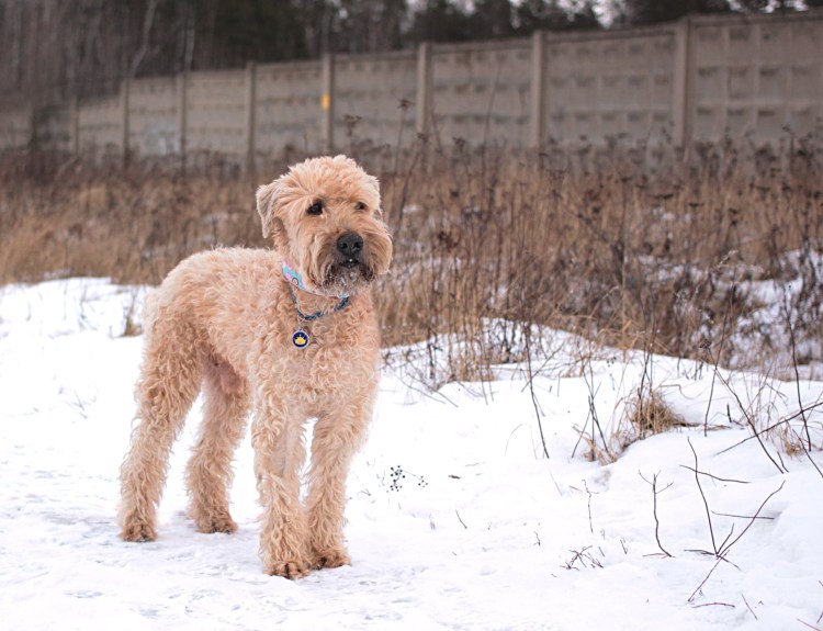 Мягкошерстный пшеничный терьер