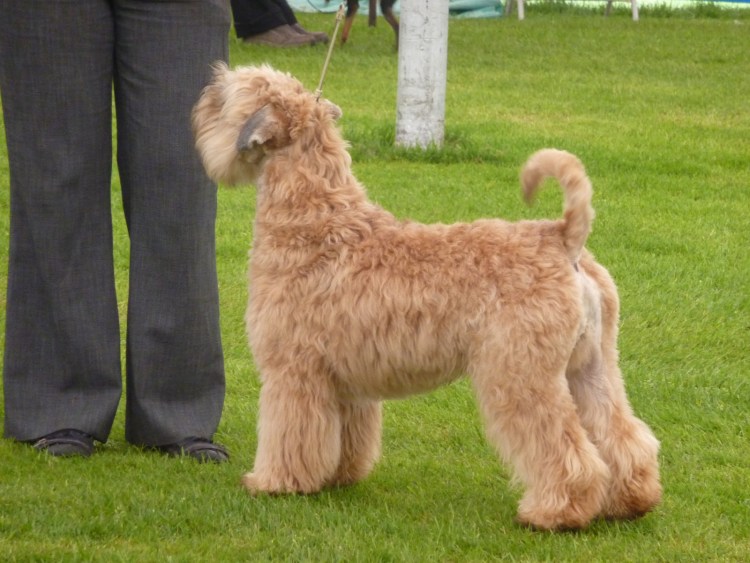 Пшеничный терьер нестриженный