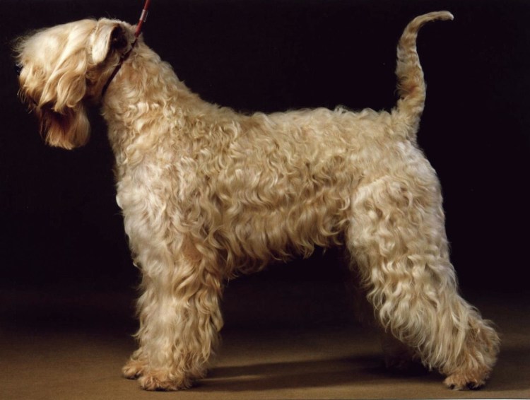 Ирландский пушистый пшеничный терьер